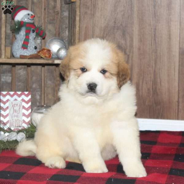 Rolo, Great Pyrenees Puppy
